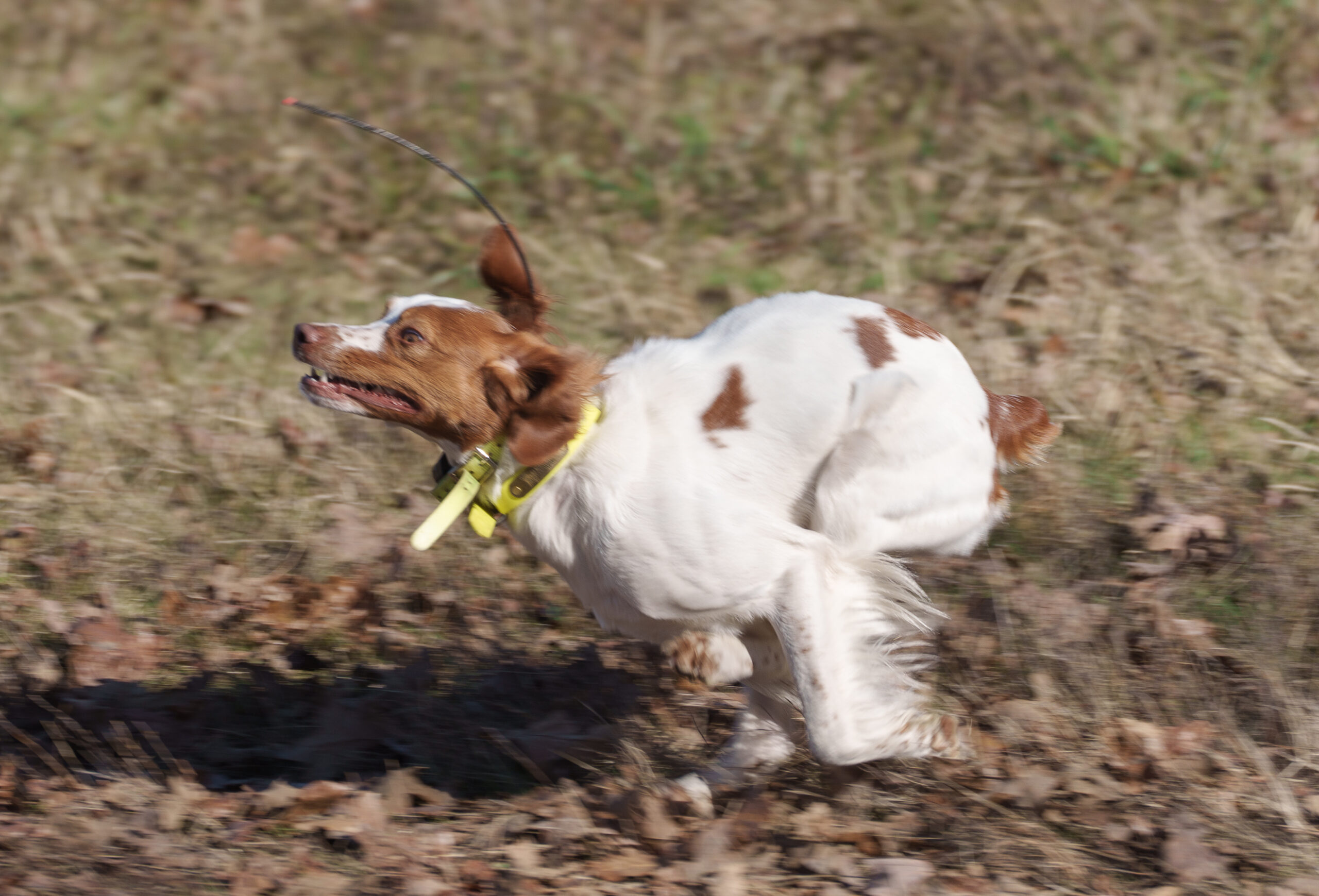Field Trial Brittany Hunting