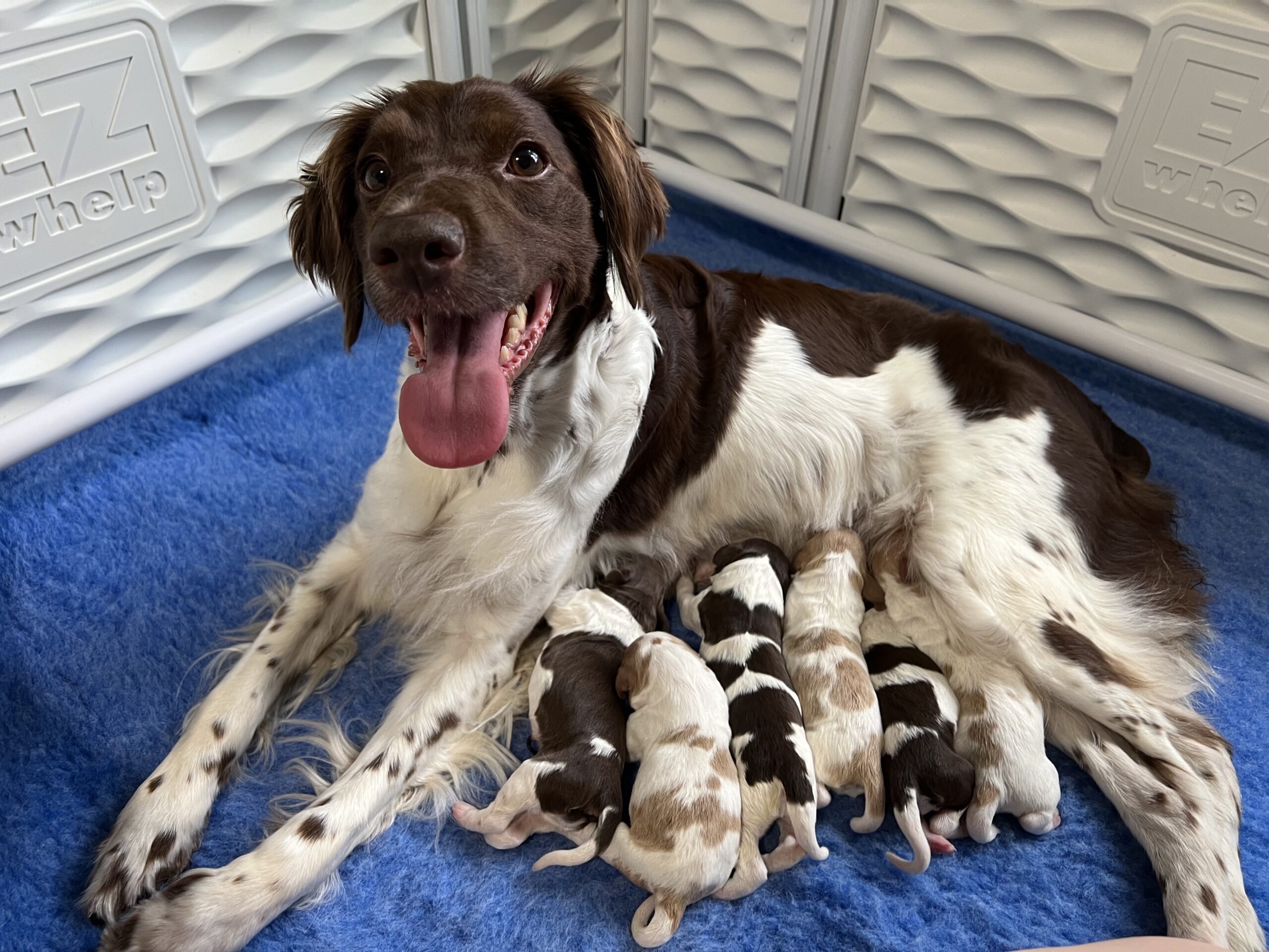 Brittany Puppies